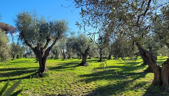 A landscape featuring several mature olive trees in a green field under a clear blue sky. - Olive Oil Times