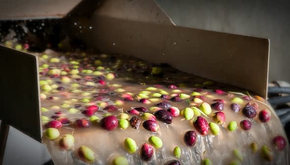 Freshly harvested olives flowing through a processing machine during olive oil production. - Olive Oil Times