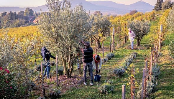People harvesting olives from trees in an orchard during daylight hours. - Olive Oil Times