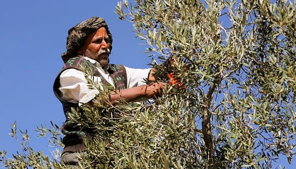 A man wearing traditional clothing harvesting olives from a tree using pruning shears. - Olive Oil Times