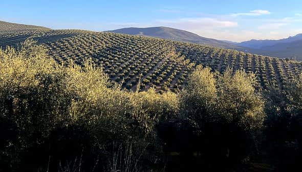 Expansive olive tree fields on rolling hills under a clear sky. - Olive Oil Times