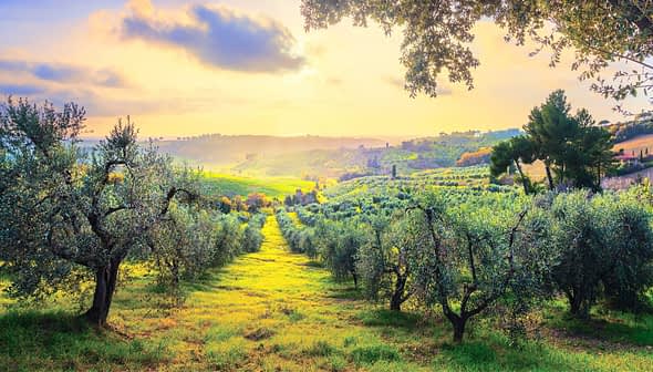 Olive trees in a landscape with rolling hills and a sunset sky in the background. - Olive Oil Times