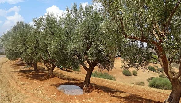Row of olive trees with a small puddle of water on the ground in a rural setting. - Olive Oil Times