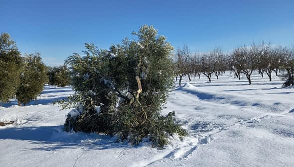Un olivier partiellement recouvert de neige dans un champ enneigé avec d'autres arbres en arrière-plan. - Olive Oil Times