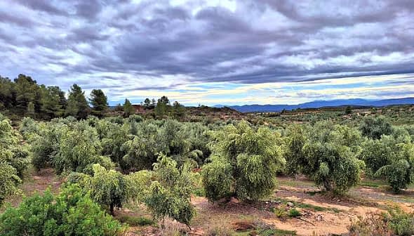 Bulutlu bir gökyüzünün altında çok sayıda zeytin ağacının bulunduğu yemyeşil bir zeytin bahçesinin görünümü. - Olive Oil Times