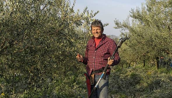 Muškarac u kariranoj košulji drži alat za berbu maslina u masliniku. - Olive Oil Times