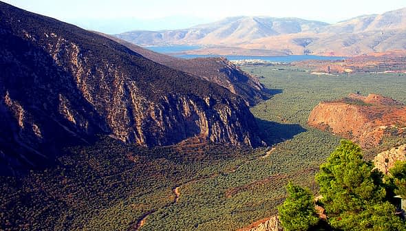 Vue panoramique de l'oliveraie d'Amfissa avec les montagnes en arrière-plan. - Olive Oil Times