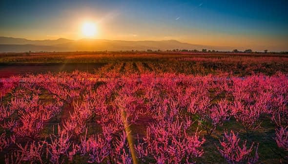 Field of peach blossoms in vibrant pink hues under a sunset sky with mountains in the background. - Olive Oil Times