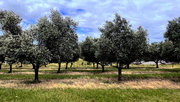 Σειρά από ελαιόδεντρα με πράσινο φύλλωμα σε ένα χορταριασμένο χωράφι κάτω από έναν συννεφιασμένο ουρανό. - Olive Oil Times