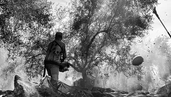 Individu capturant des images d'oliviers dans un décor noir et blanc avec un appareil photo. - Olive Oil Times