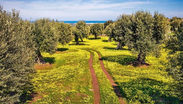 Pad door een olijfgaard met gele wilde bloemen en olijfbomen onder een heldere hemel. Olive Oil Times