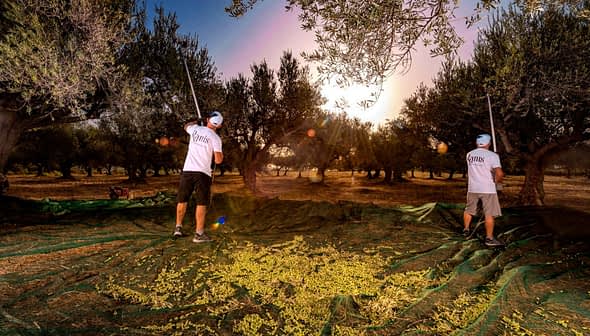 Deux individus récoltant des olives dans une oliveraie avec des filets étalés sur le sol. - Olive Oil Times
