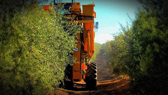 Yellow olive harvesting machine between rows of olive trees in an olive grove. - Olive Oil Times