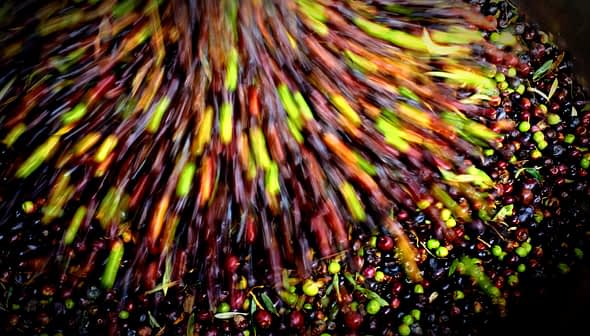 Uma imagem borrada de movimento de várias azeitonas sendo processadas, mostrando uma blend de cores e tipos. - Olive Oil Times
