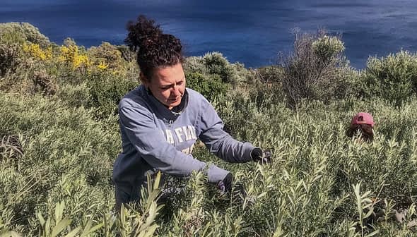 灰色のスウェットシャツを着た女性が、海の近くの丘陵地帯でオリーブの木の手入れをしている。 - Olive Oil Times
