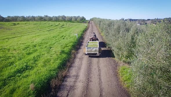 Trator puxando um trailer carregado com produtos verdes em uma estrada de terra através de um olival. - Olive Oil Times