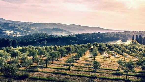 曇り空の下、木々が並ぶオリーブ畑の広大な景色。 - Olive Oil Times