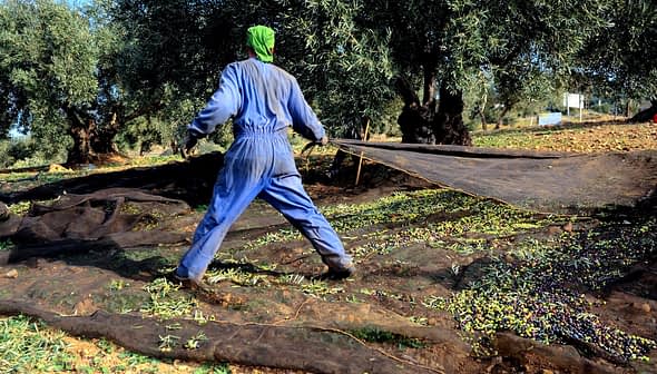 Persona con mono azul recogiendo aceitunas en una red en un olivar. - Olive Oil Times