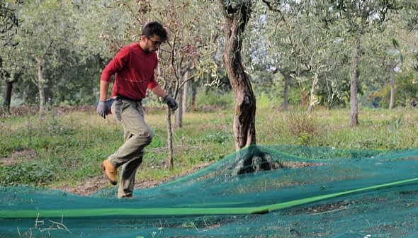 A man wearing a red shirt and gloves walking through an olive grove with green nets on the ground. - Olive Oil Times