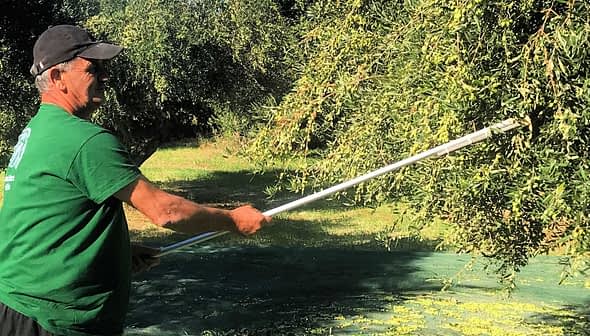 Uomo che usa un lungo palo per raccogliere le olive da un ulivo in un campo. - Olive Oil Times