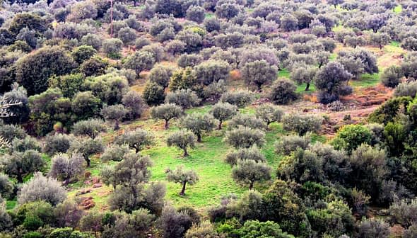 Pogled iz zraka na bujni maslinik s brojnim stablima maslina i zelenom travom. - Olive Oil Times