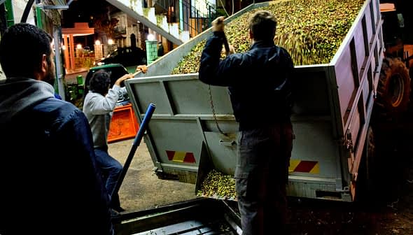 Gece hasat işlemi sırasında zeytinleri kamyondan konteynere boşaltan işçiler. - Olive Oil Times