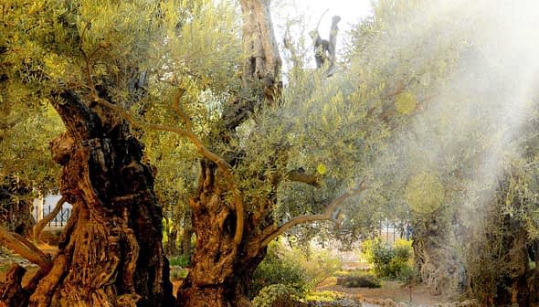 Several ancient olive trees with gnarled trunks and lush green foliage in a garden setting. - Olive Oil Times
