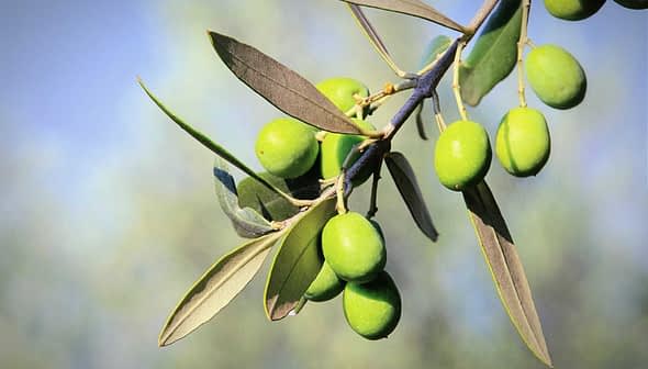 ぼやけた背景に、熟していないオリーブと葉がいくつか付いた緑のオリーブの枝。 - Olive Oil Times