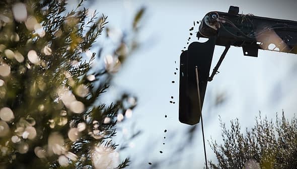 Обладнання для видобутку оливкової олії з олією, що капає з носика в оливковому гаю. - Olive Oil Times