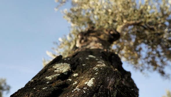 Nahaufnahme eines Olivenbaumstammes mit strukturierter Rinde und grünen Blättern im Hintergrund. – Olive Oil Times
