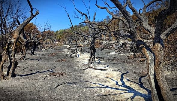 Uma paisagem de árvores queimadas e terra chamuscada em uma área florestal após um incêndio florestal. - Olive Oil Times