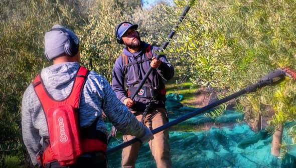 Dois indivíduos usando equipamentos para colher azeitonas de árvores em um olival. - Olive Oil Times