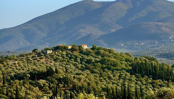 Oliviers recouvrant une colline avec une petite maison et des montagnes en arrière-plan. - Olive Oil Times