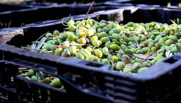 Kisten gevuld met vers geoogste groene olijven, die hun natuurlijke kleur en textuur laten zien. Olive Oil Times