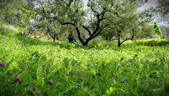 Ένα άλσος με ελαιόδεντρα που περιβάλλεται από ένα χωράφι με πράσινο γρασίδι και αγριολούλουδα. - Olive Oil Times
