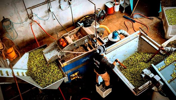 - Makineli bir tesiste zeytin işleyen işçi ve konteynerlerde yeşil zeytin. Olive Oil Times