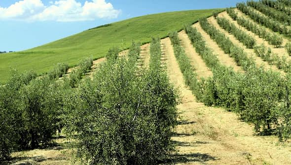 Des rangées d'oliviers poussant sur une colline avec de l'herbe verte et un ciel bleu. - Olive Oil Times