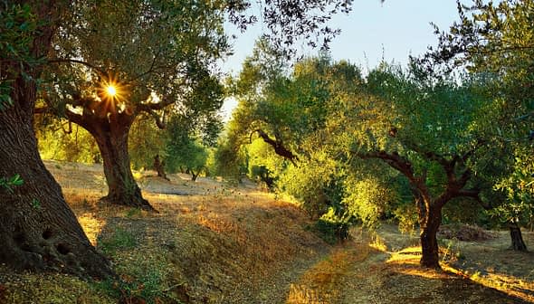 Ulivi in ​​un boschetto con la luce del sole che filtra attraverso le foglie in un ambiente naturale. - Olive Oil Times