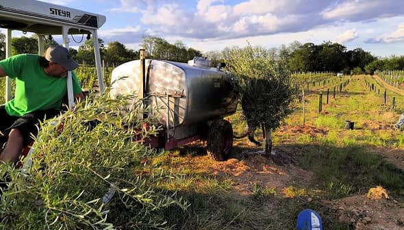 Um trabalhador perto de um tanque de irrigação em um olival com fileiras de oliveiras. - Olive Oil Times