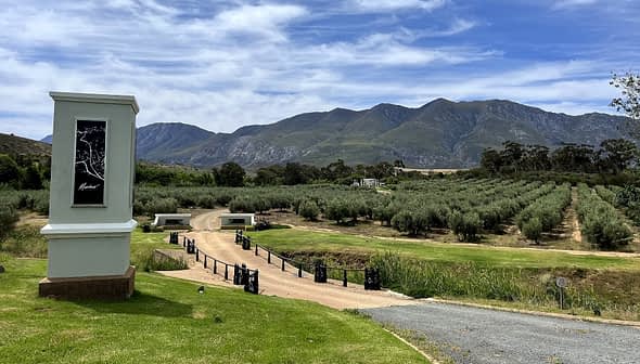 Olivar con árboles perfectamente dispuestos y montañas al fondo bajo un cielo azul. - Olive Oil Times