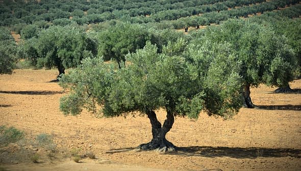 Oliveira única com tronco grosso e folhagem verdejante em um campo de oliveiras. - Olive Oil Times