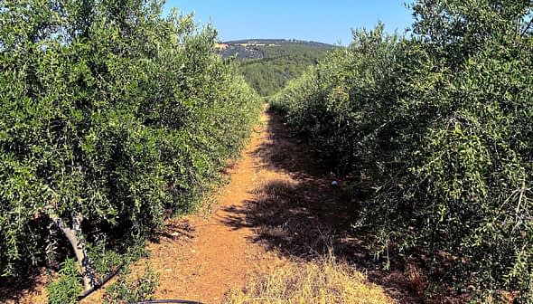 Staza kroz maslinik s drvećem s obje strane i vedrim nebom iznad. - Olive Oil Times