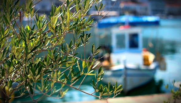 Olivenzweig im Fokus mit einem verschwommenen Fischerboot im Hintergrund auf dem Wasser. – Olive Oil Times
