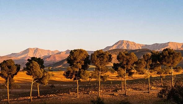 夕暮れ時の澄んだ空の下の山脈の前に並ぶ木々。 - Olive Oil Times