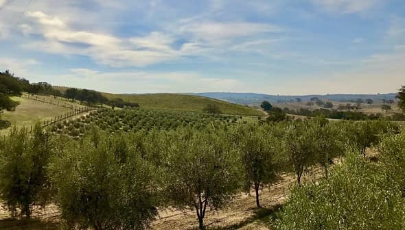 Blick auf einen grünen Olivenhain mit Baumreihen unter blauem Himmel. - Olive Oil Times