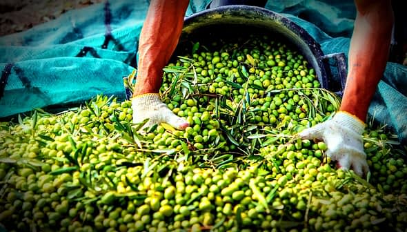 Person wearing gloves gathering green olives from a large container onto a green tarp. - Olive Oil Times