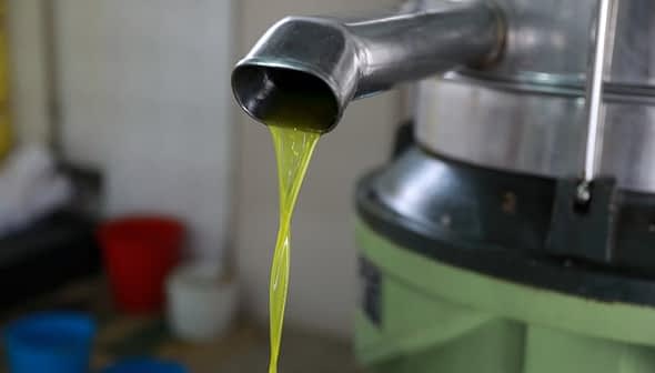 Jato de azeite fresco saindo de um bico de metal durante o processo de extração. - Olive Oil Times