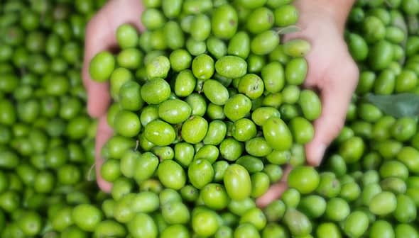 Dos manos sosteniendo una colección de aceitunas verdes frescas, mostrando su color y textura naturales. Olive Oil Times