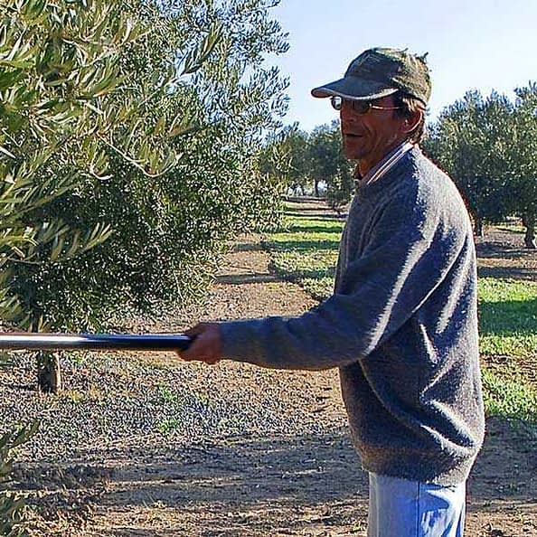 A man using a tool to harvest olives from a tree in an olive grove. - Olive Oil Times