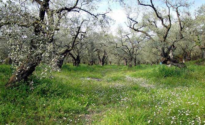 Griechische Olivenölproduktion um fünfzig Prozent gesunken